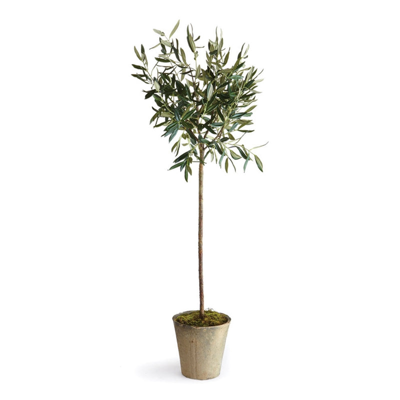 Cc 46" Olive Tree Potted
