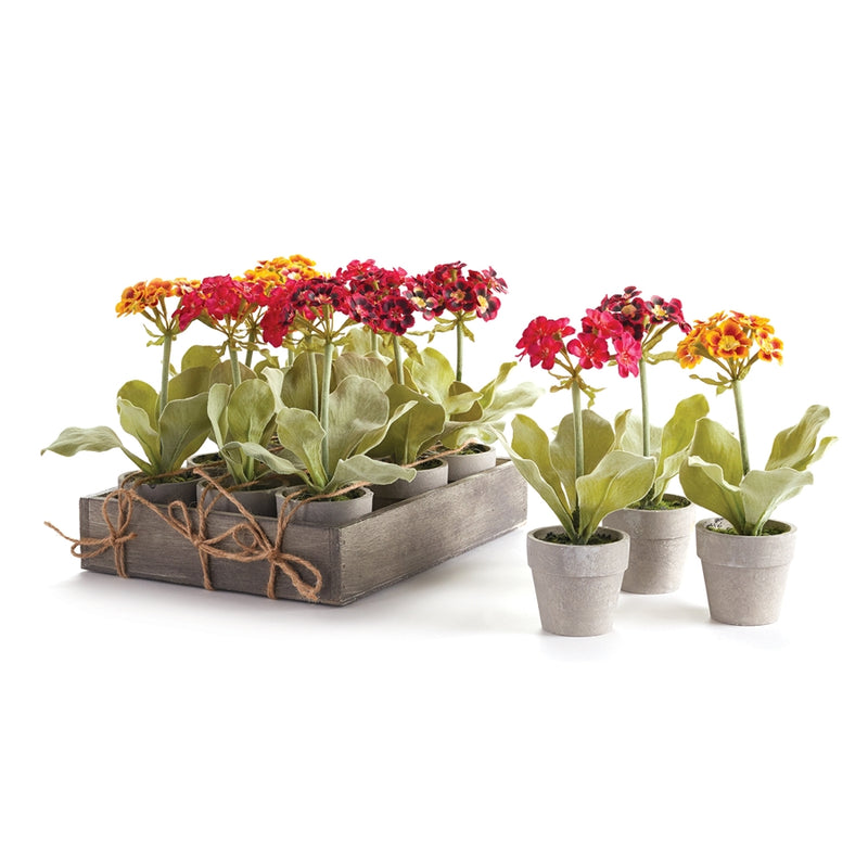 Napa Floral Collection-Mini Primula 7.5 inches Potted , Set of 12