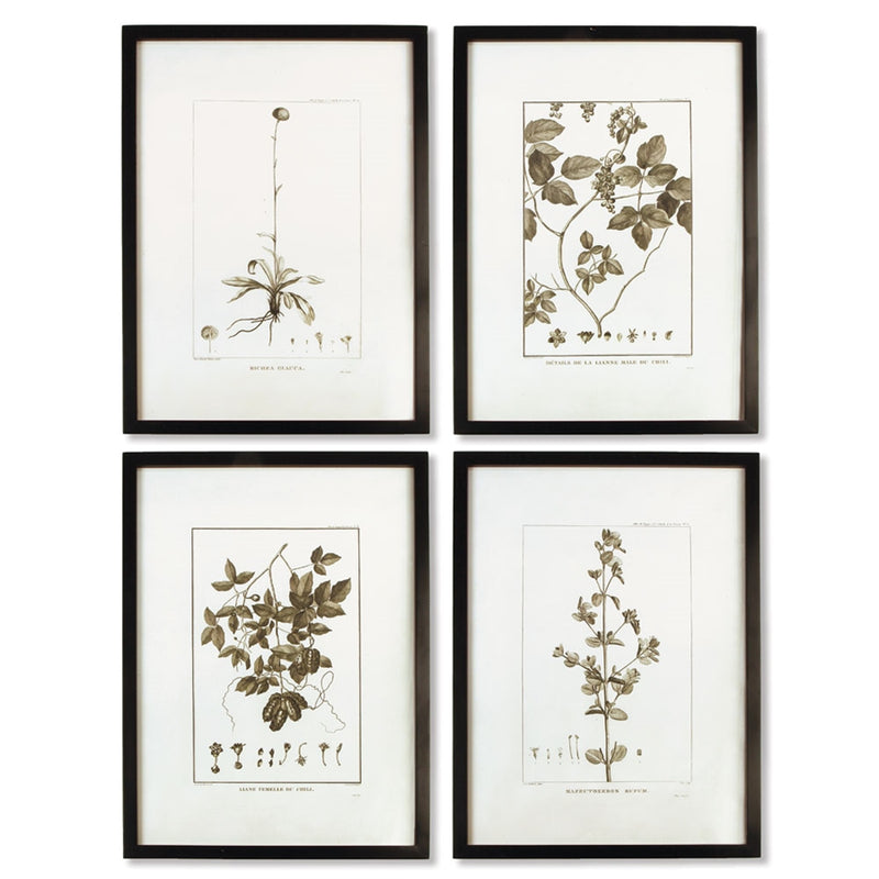 Napa Home & Garden Framed Sepia Tone Botnical Print, Set of 4