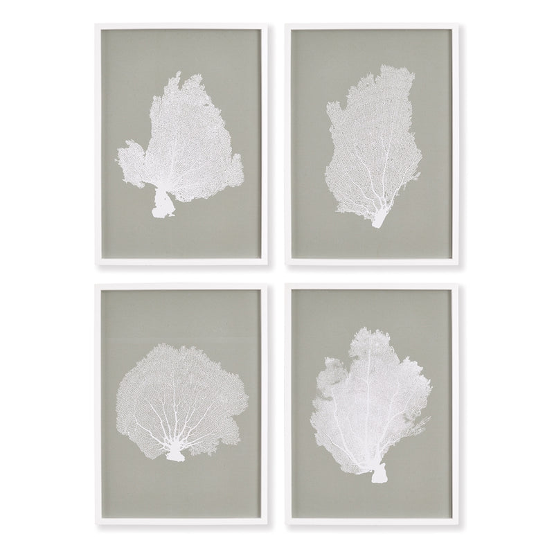 Napa Home Collection-Wall Art, Coral Fan Study, Set of 4