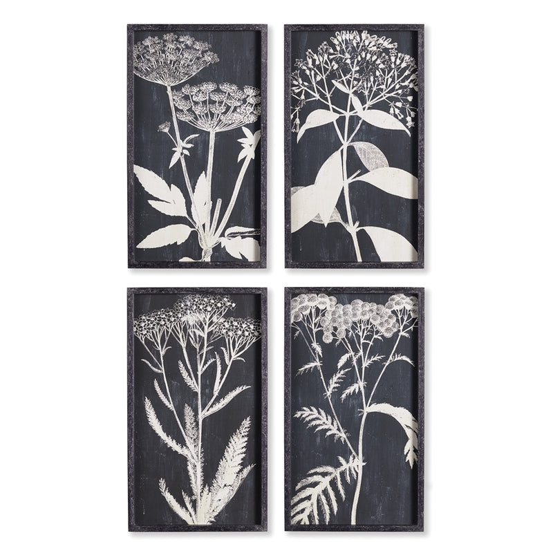 Napa Home Collection-Wall Art, Monochrme Queen Annes Lce Prnts ,Set of 4