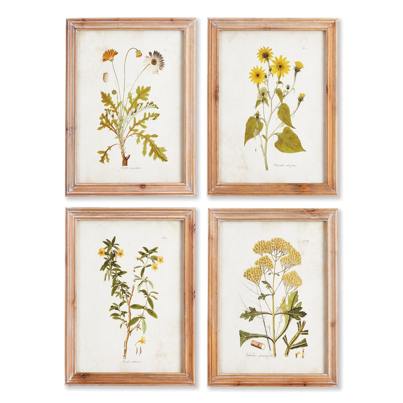 Napa Home Collection-Wall Art, Golden Wildflower Study, Set of 4