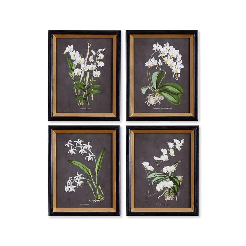 Napa Home Collection-Wall Art, Orchid Study Petite,Set of 4