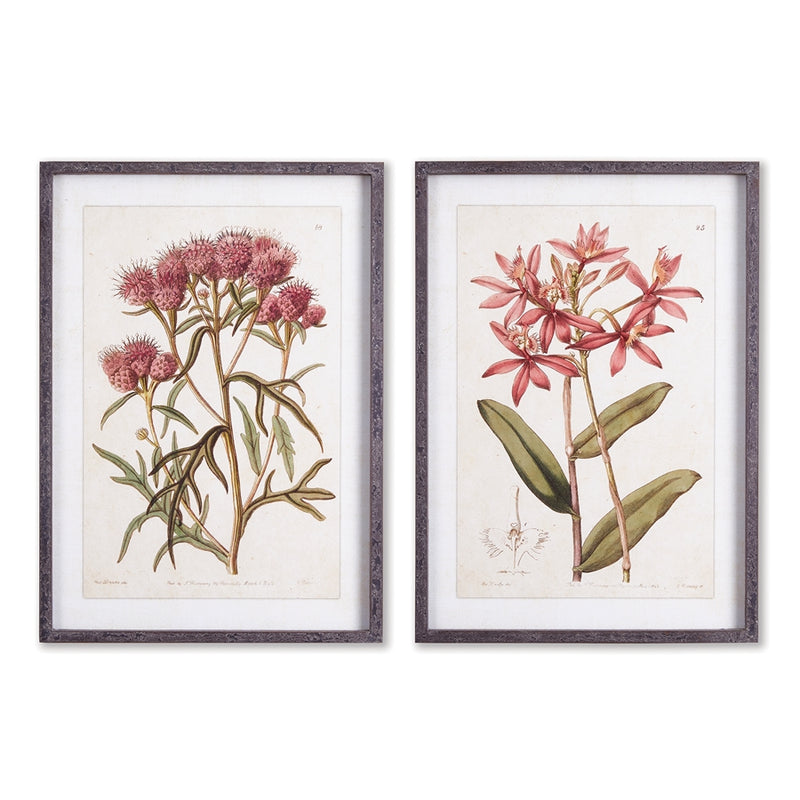 Napa Home Collection-Wall Art, Pretty In Pink Vintage Prints, Set of 2