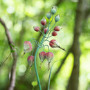 Metal Pink Flower Statuary