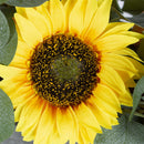 Faux Sunflower, Lemon and Eucalyptus Floral Arrangement in Planter