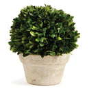 NAPA Home & Garden, BOXWOOD BALL IN POT
