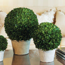 NAPA Home & Garden, BOXWOOD BALL IN POT