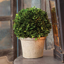 NAPA Home & Garden, BOXWOOD BALL IN POT