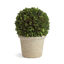NAPA Home & Garden, BOXWOOD BALL IN POT