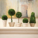 NAPA Home & Garden, BOXWOOD TOPIARIES IN POTS, SET OF 5,7581PG