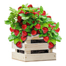 Strawberry Grow Kit in Wooden Crate