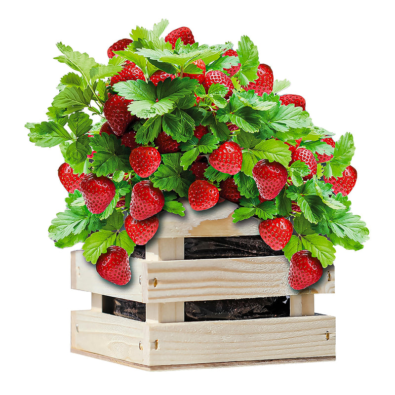 Strawberry Grow Kit in Wooden Crate