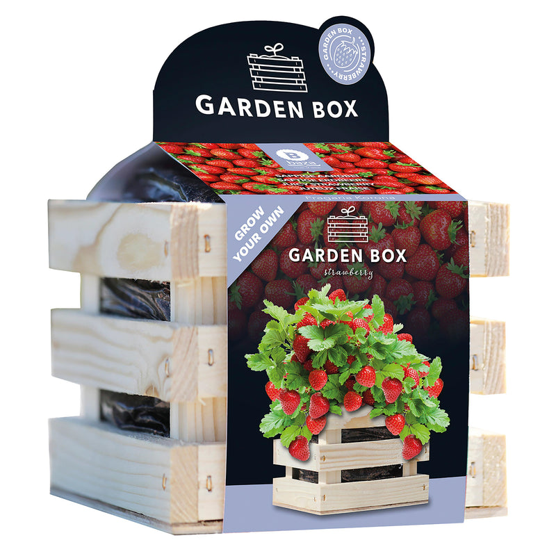 Strawberry Grow Kit in Wooden Crate