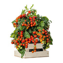 Tomato Grow Kit in Wooden Crate