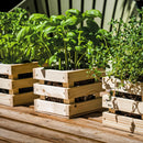 Herb Grow Kit in Wooden Crate