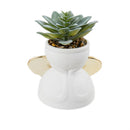 Angel Succulent in CDU