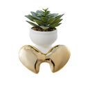 Angel Succulent in CDU