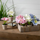 Hydrangea Table Top Artificial in Cement Look Pot, Wooden Crate CDU