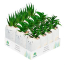 Cat Succulent Pot, CDU
