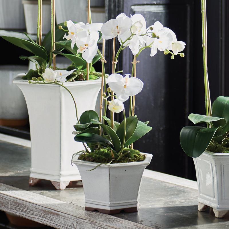 NAPA Home & Garden, Barclay Butera Phalaenopsis in Ceramic Pot