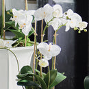 NAPA Home & Garden, Barclay Butera Phalaenopsis in Ceramic Pot