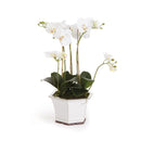 NAPA Home & Garden, Barclay Butera Phalaenopsis in Ceramic Pot