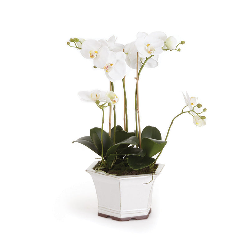 NAPA Home & Garden, Barclay Butera Phalaenopsis in Ceramic Pot