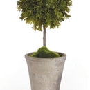 NAPA Home & Garden, BARCLAY BUTERA FAUX BOXWOOD TOPIARY POTTED 25",CC256
