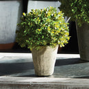 NAPA Home & Garden Faux Boxwood Shrub Potted Plant