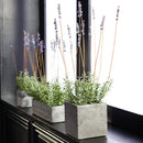 NAPA Home & Garden, FRENCH LAVENDER IN SQUARE POT 24",CC282