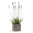 NAPA Home & Garden, FRENCH LAVENDER IN SQUARE POT 24",CC282