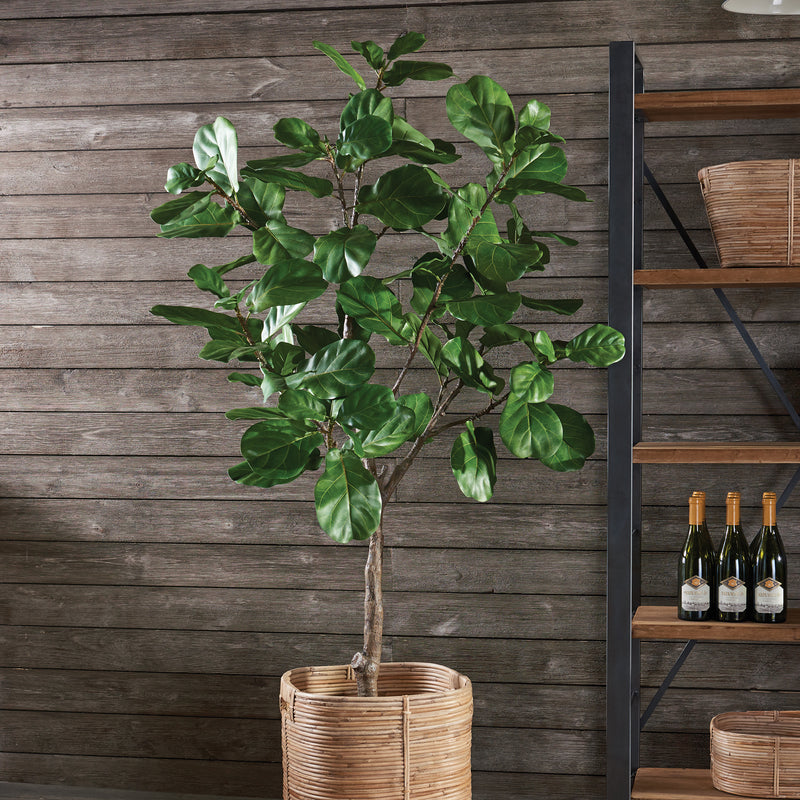 NAPA Home & Garden, FIDDLE LEAF FIG TREE POTTED 79",CC294