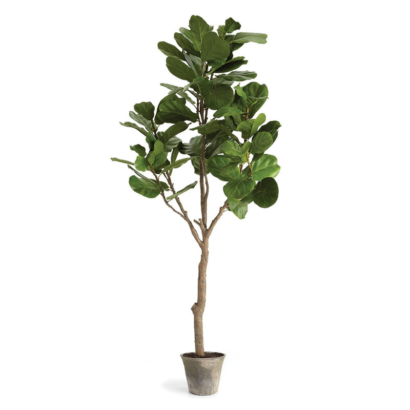 NAPA Home & Garden, FIDDLE LEAF FIG TREE POTTED 79",CC294