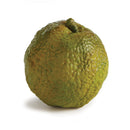 NAPA Home & Garden, HEDGE APPLE & PERSIMMON BRANCH Collection