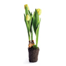 NAPA Home & Garden, TULIP DROP-IN 18",CC324YL