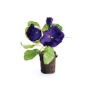 NAPA Home & Garden, PANSY DROP-IN Collection