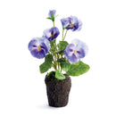 NAPA Home & Garden, PANSY DROP-IN Collection