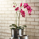 "NAPA Home & Garden, PHALAENOPSIS ORCHID DROP-IN COLLECTION"