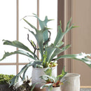 NAPA Home & Garden, STAGHORN FERN DROP-IN
