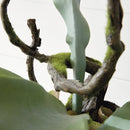 NAPA Home & Garden, STAGHORN FERN DROP-IN