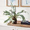 NAPA Home & Garden, STAGHORN FERN DROP-IN
