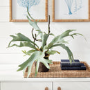 NAPA Home & Garden, STAGHORN FERN DROP-IN