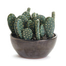 NAPA Home & Garden, EASTERN PRICKLY PEAR CACTUS POTTED 5",CC410