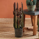 NAPA Home & Garden, SPURGE CACTUS POTTED 27",CC418