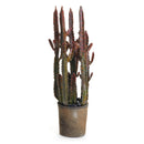 NAPA Home & Garden, SPURGE CACTUS POTTED 27",CC418