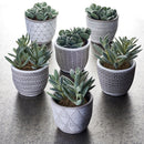 NAPA Home & Garden, SANTA FE POTS, SET OF 6