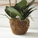 "NAPA Home & Garden, PHALAENOPSIS ORCHID DROP-IN COLLECTION"