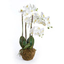 "NAPA Home & Garden, PHALAENOPSIS ORCHID DROP-IN COLLECTION"