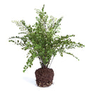 NAPA Home & Garden, SOFT FERN DROP-IN
